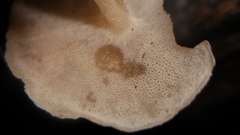 Filoboletus