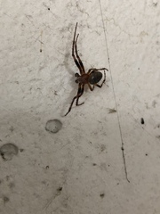 Araneae
