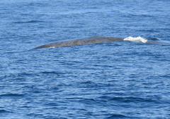 Cocconeis