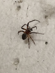 Araneae