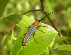 Oberea oculata