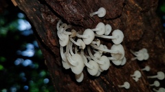 Filoboletus gracilis