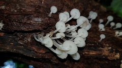 Filoboletus gracilis