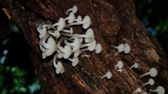 Filoboletus gracilis