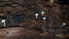 Filoboletus gracilis