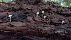 Filoboletus gracilis