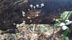 Filoboletus gracilis