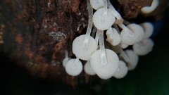 Filoboletus gracilis
