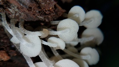 Filoboletus gracilis