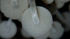 Filoboletus gracilis