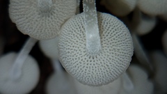 Filoboletus gracilis