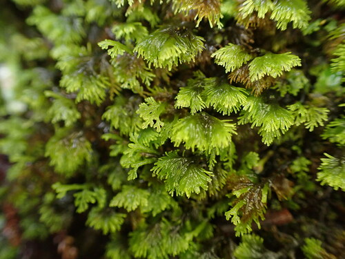 Riccardia filicina