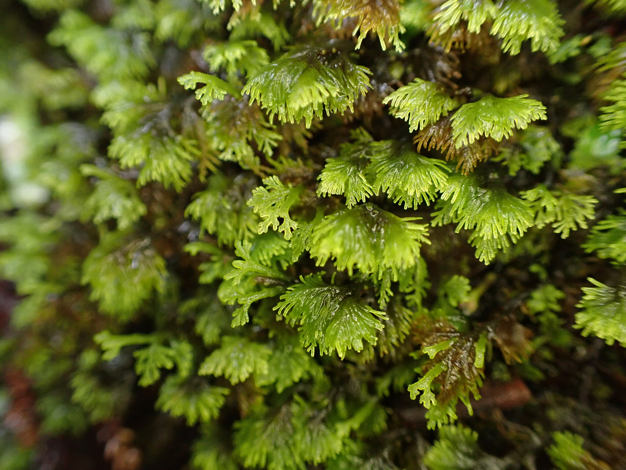 Riccardia filicina