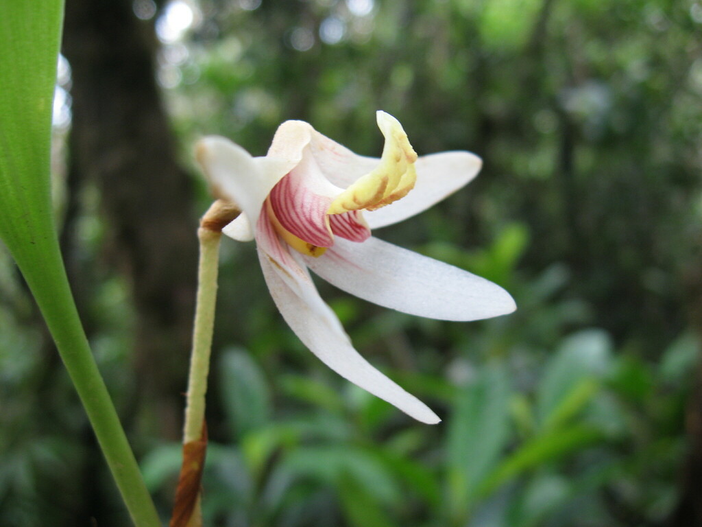 Campanulorchis globifera