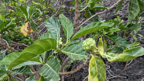 Morinda citrifolia