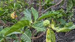 Noni (Morinda citrifolia): origin and uses — photo 3