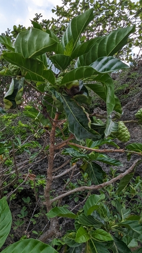 Morinda citrifolia