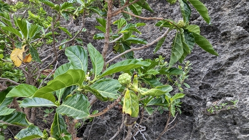 Morinda citrifolia