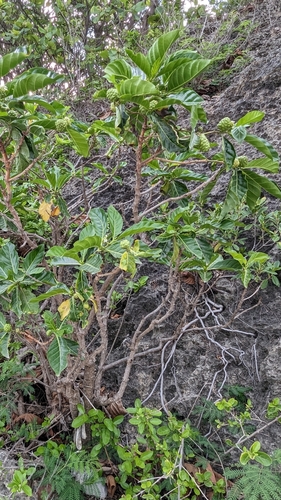 Morinda citrifolia
