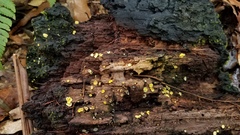 Chlorosplenium