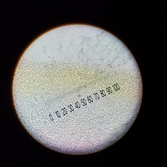 Chlorosplenium