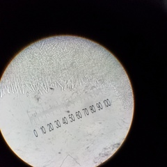 Chlorosplenium