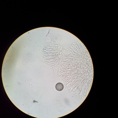 Chlorosplenium