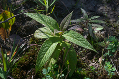 Eupatorium perfoliatum