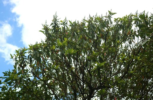 Wendlandia thyrsoidea, 2023-05-01