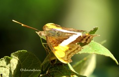 Doxocopa laure laure