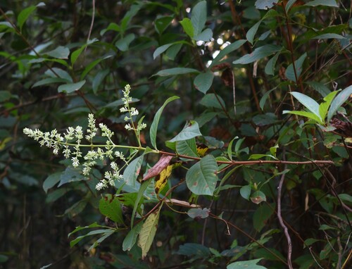 Wendlandia thyrsoidea, 2023-01-22