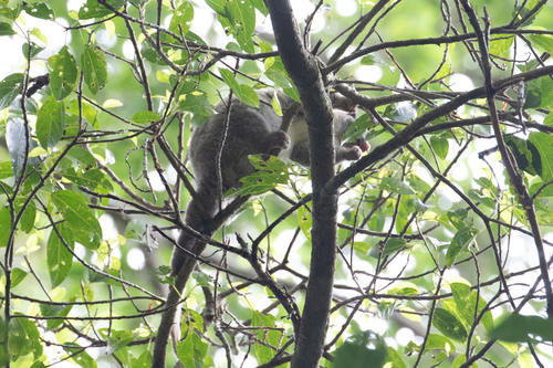 Green Ring-tailed Possum