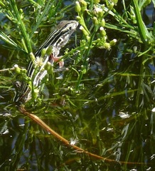 Aspidoscelis gularis