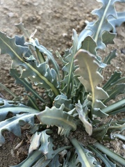 Streptanthus longirostris