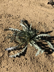 Streptanthus longirostris