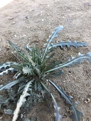 Streptanthus longirostris