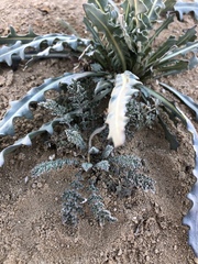 Streptanthus longirostris