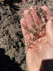 Euphorbia magdalenae