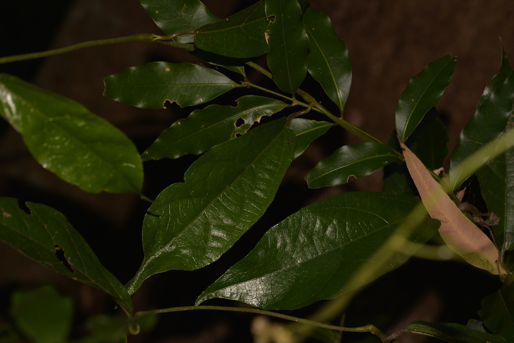 birdwing butterfly vine from Tamborine Mountain QLD 4272, Australia on May 26, 2023 at 0206 PM