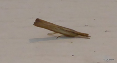 Pediasia dorsipunctellus