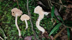 Hydnum zongolicense