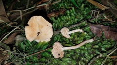 Hydnum zongolicense