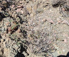 Euphorbia magdalenae