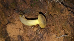 Retiboletus flavoniger