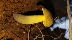 Retiboletus flavoniger