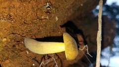 Retiboletus flavoniger