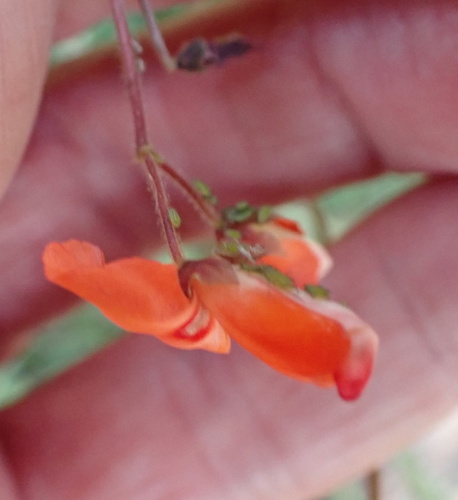 Image of Hylodesmum repandum by no rights reserved