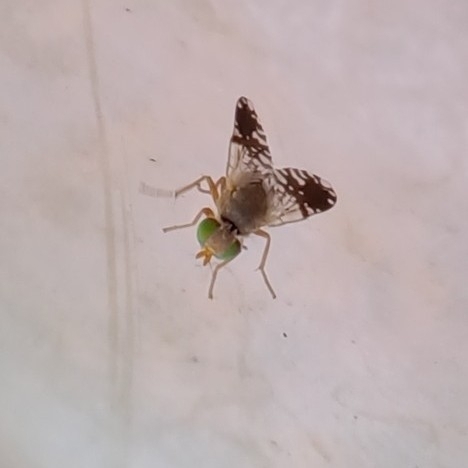Trupanea bifida