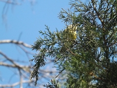 Setophaga pinus