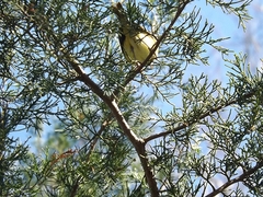 Setophaga pinus